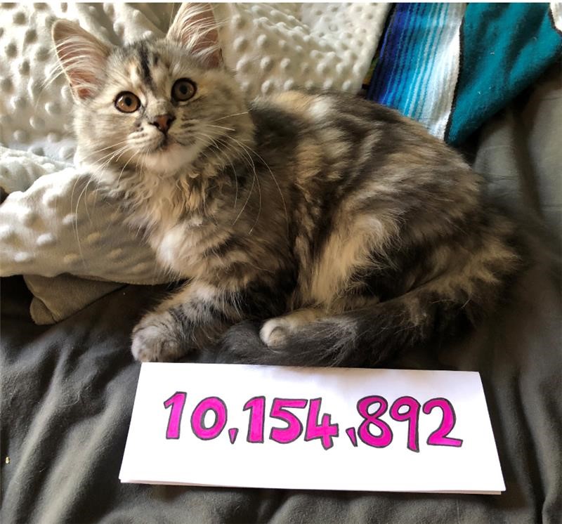 The Chinese Room's Office Manager Zoe Osborne's kitten, Wanda, proudly displaying the total.