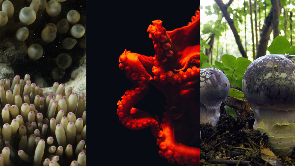Three images in a collage, including: coral, an octopus and mushrooms.